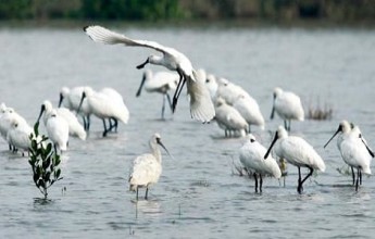Excursão ao Parque Nacional Xuan Thuy 