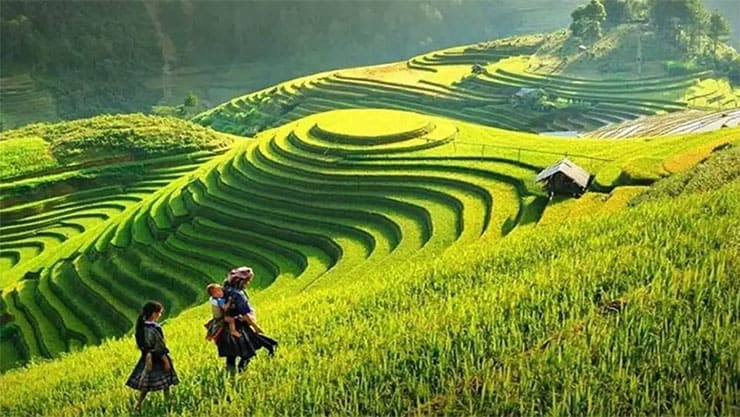 ruộng bậc thang sapa