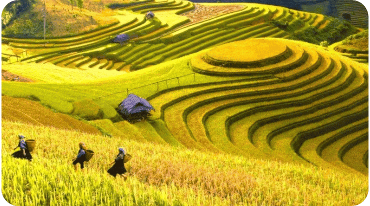Terraços arroz de Mu Cang Chai