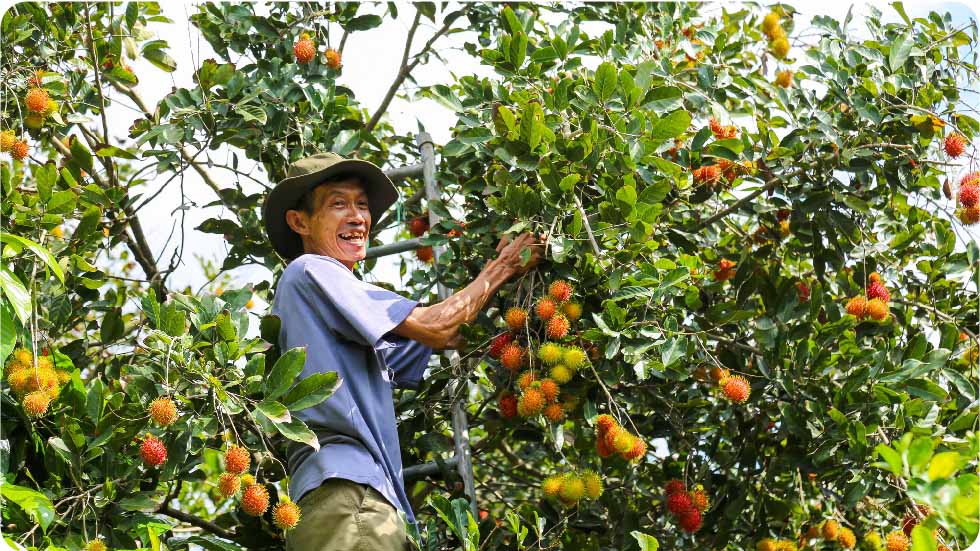Vườn trái cây Trung An